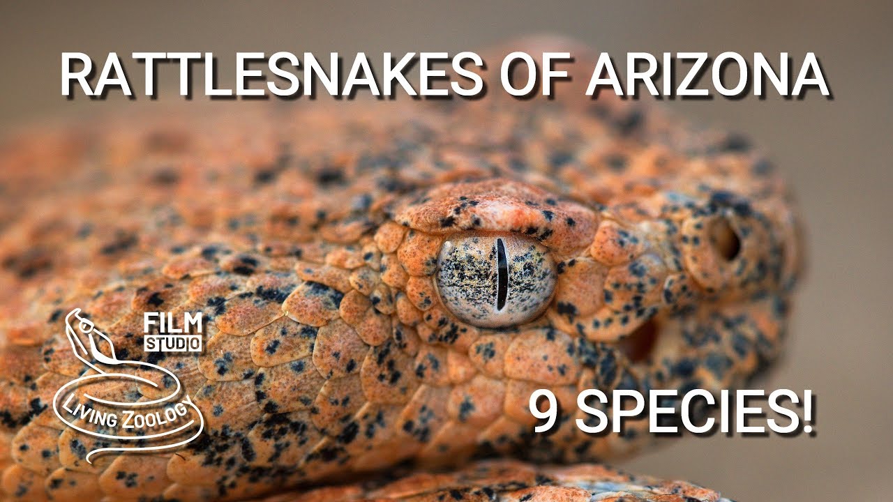 Rattlesnakes of Arizona - 9 species of venomous pit vipers from Sonoran desert