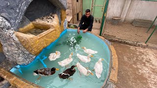 Ducks Ko Fish Pond Main Chor Dia😍