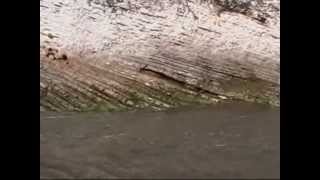 HEY ARCHITECTURAL EROSION!_I think I can _ Animal Collective