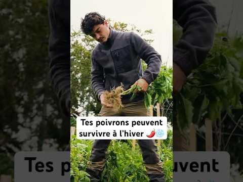 What to do with your pepper plant in winter? 🌶️