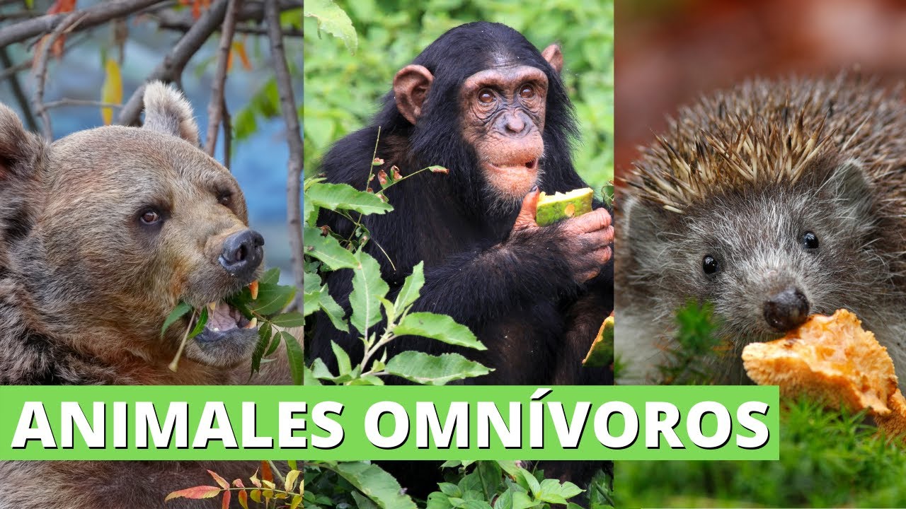 Los ANIMALES OMNÍVOROS: cómo son, qué comen y MUCHOS EJEMPLOS🦧🐿️🐻