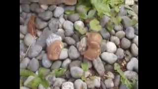 preview picture of video 'Mushrooms PNW in the Yard #1 10-19-13'