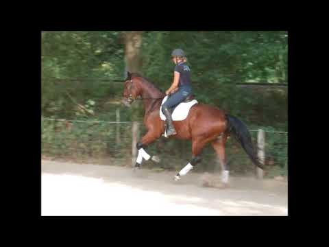 DALLMAYR 3j. v. Don Darius - Fürst Heinrich VB 8.500,- Euro