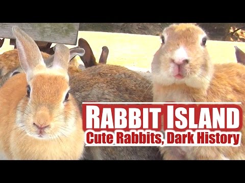 日本的兔子島。可愛的兔子，黑暗的歷史 ウサギ島の黒歴史 (Japan's Rabbit Island: Cute Rabbits, Dark History　ウサギ島の黒歴史)