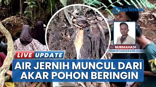 Fenomena Sumber Air Jernih Muncul dari Akar Pohon Beringin di Tigaraksa Bikin Geger Warga