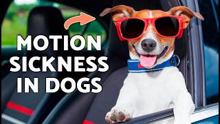 How to STOP DOG CAR ANXIETY Fast 🐾🚗 (Step-by-Step Guide)