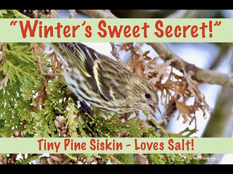 WINTER'S SWEET SECRET, TINY BIRD LOVES SALT (PINE SISKIN) FUN FACTS & SOUNDS!
