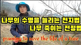 복숭아 나무의수명을 살리는 전지법과 나무 죽이는 전정법 pruning to save the life of a…