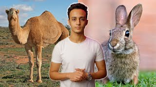 صورة علم الحيوان يثبت تحريف الكتاب المقدس (الأرنب والجمل) | تحاليل 41 حسام مصطفى