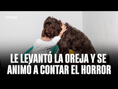 Brownie, Donna and the role of therapy dogs for judicial assistance