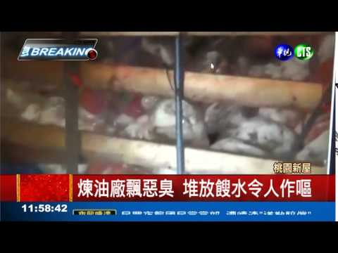 黑心再現! 噁臭內臟煉飼料油