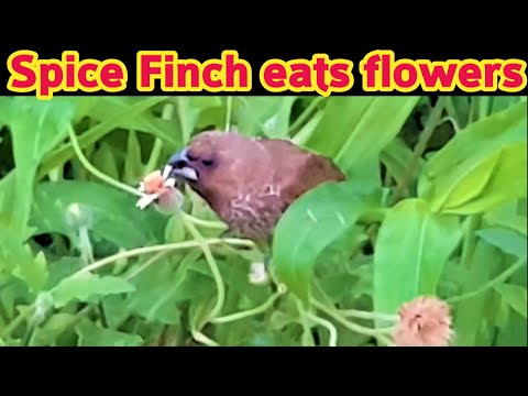 Spice Finch eats flowers | Muniya Bird