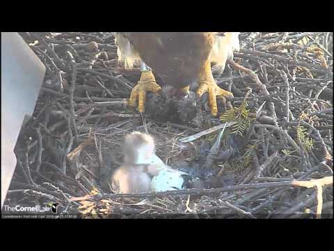 20160421: 07:42_CURTH_G1's First Feeding