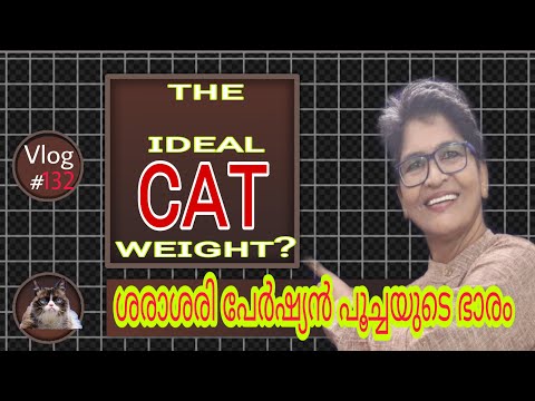 Top Tips For Accessing Ideal Body Weight Of Your Cats | Cats Health | Nandas Pets&Us | Vanaja Subash