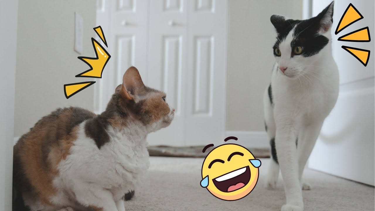 10 minutes of my adorable kittens 😍 | Best compilation