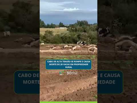 Cabo de alta tensão se rompe e causa morte de 28 vacas em propriedade rural