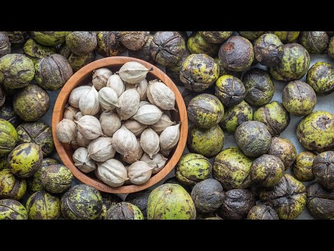 How to Harvest and Process Shagbark Hickory Nuts