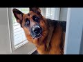 When You Live With A Dog Speaking English Better Than Hooman Funniest Dogs Video 2025