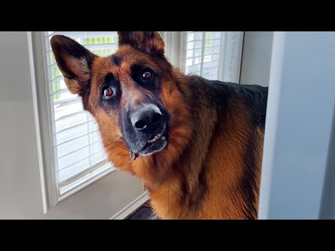 Quand on vit avec un chien qui parle mieux l'anglais que hooman vidéo des chiens les plus drôles 2025 !