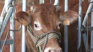 La vache et le cuisinier