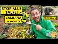 How To Keep Moles Away From Your Vegetable Garden Garden And Orchard The Wind Bell Tutorial