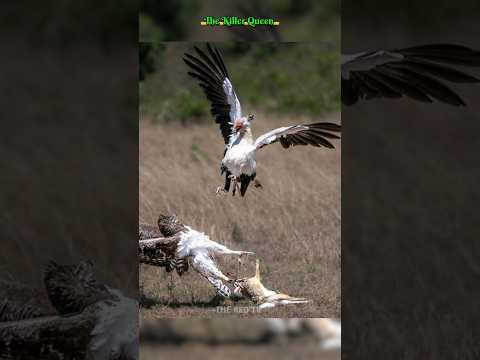 दुनिया की सबसे खतरनाक और जानलेवा पक्षी The Killer Queen Bird youtube shorts