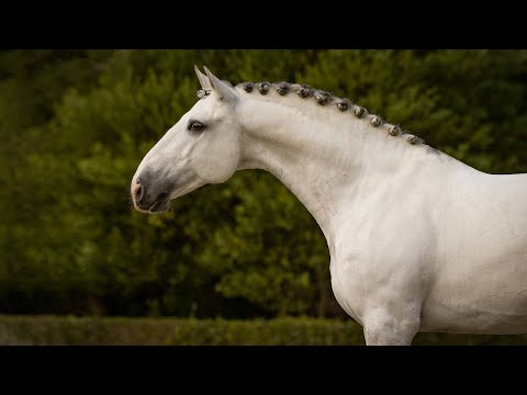 Jacaré ridden by Pedro Torres