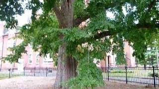 preview picture of video 'The first Japanese Elm in america'