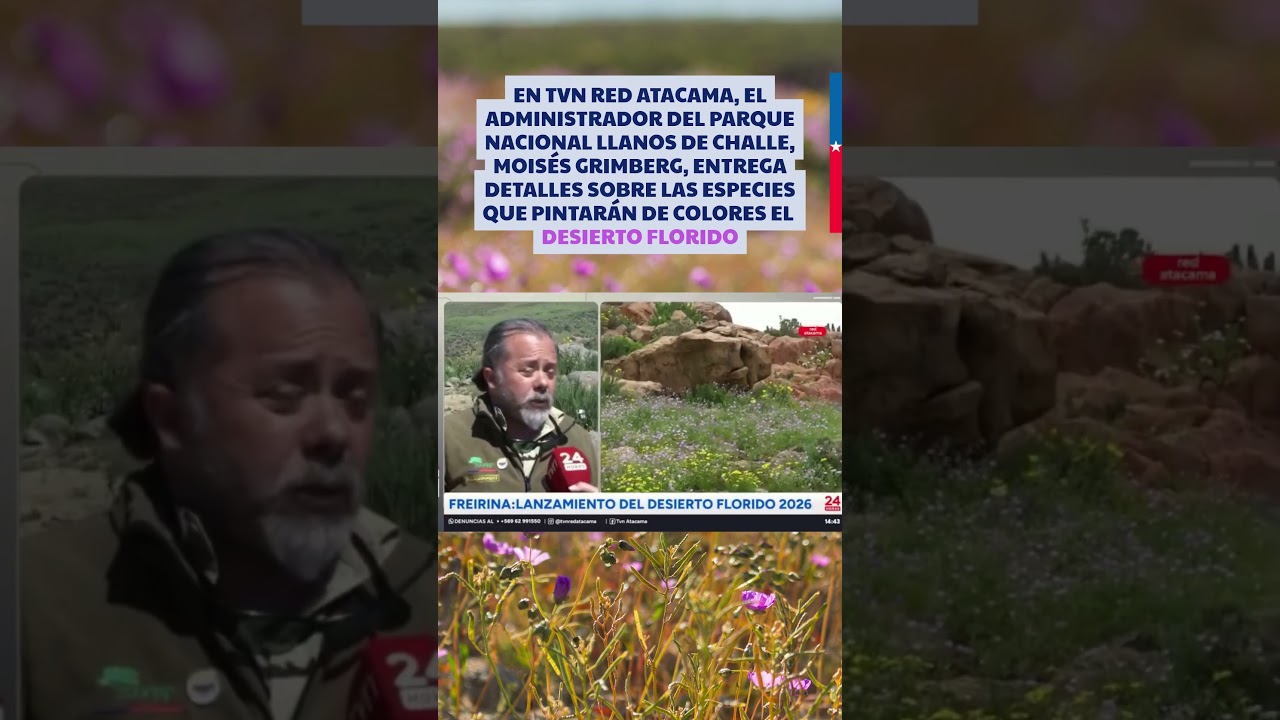 TVN Red Atacama | Conoce las flores del desierto florido en el Parque Nacional Llanos de Challe