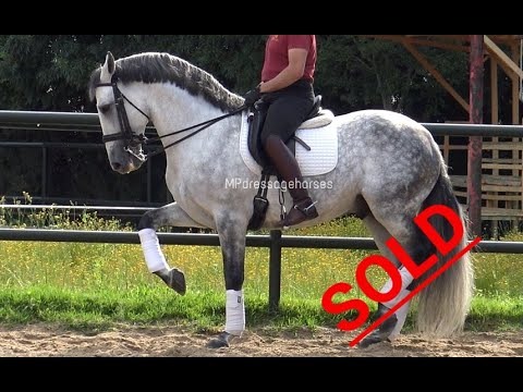 *SOLD* Advanced Andalusian PRE Stallion 2011 - 1,64 m | #MP220