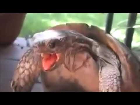 Mème tortue haletante