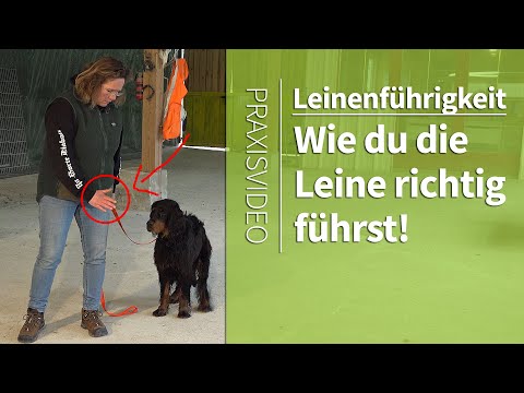 Leash Training ► How to Lead the Leash Correctly ► Practical Video