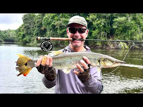 Bicuda on the fly in deep jungle setting , these fish like their namesake can really move.