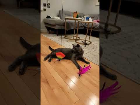 Bubbles the cat is too hot to move around! Russian Blue. chat Кот חתול Katze kucing قط PlsSubscribe.