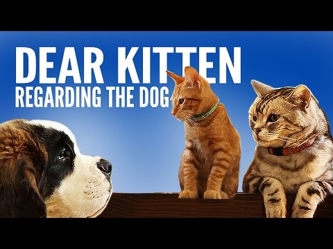 Dear Kitten: Talking About the Dog