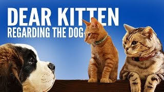 Dear Kitten Regarding The Dog Video