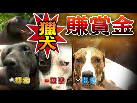 【 ★獵犬賺賞金★緝捕山害全紀錄!!】捕捉農民眼中頭號敵人