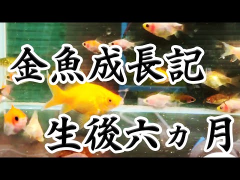 , title : '金魚成長記   生後六ヶ月【玉サバ×琉金】'