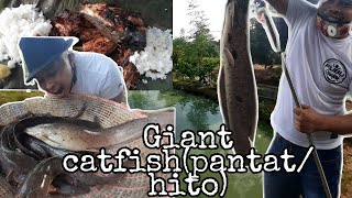 GIANT CATFISH PANTAT HITO CATCH AND COOK Mp4 3GP & Mp3