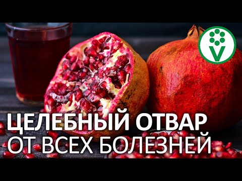 ПРОСТОЕ СРЕДСТВО ОТ ФИТОФТОРЫ И МУЧНИСТОЙ РОСЫ! Польза гранатов в огороде