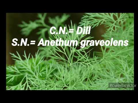 Dill (Anethum graveolens) #dill