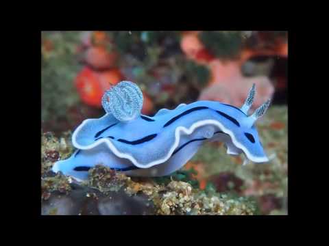 Id Submerged - Sea Slug