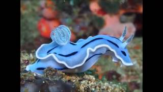 Id Submerged - Sea Slug