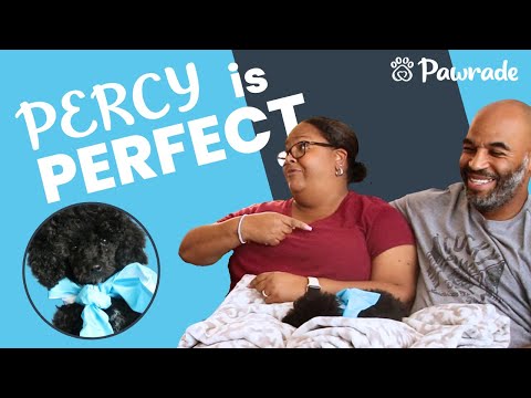 Percy the Toy Poodle