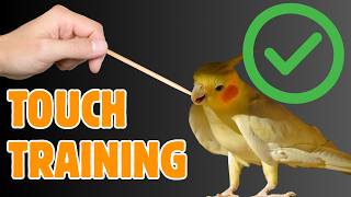 Download lagu 5 Kesalahan Terburuk dalam Pelatihan Burung —dan 5 Hal yang Sangat Mereka Sukai mp3
