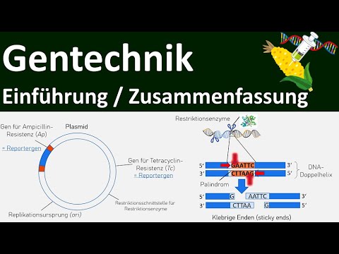 Gentechnik — Einführung + Zusammenfassung (Abitur)