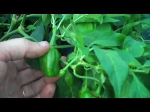 download lagu mp3 mp4 Pimientos De Padron Seeds, download lagu Pimientos De Padron Seeds gratis, unduh video klip Pimientos De Padron Seeds