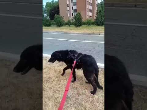 Video di BIRBO