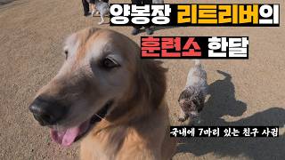 훈련소에 맡긴 리트리버, 한달 만에 찾아가보기(feat.1억5천 셰퍼드)