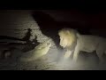 Male Lion Attacking The Crocodile Want To Steal His Food Video